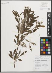 Foto von Salix oleifolia Vill.